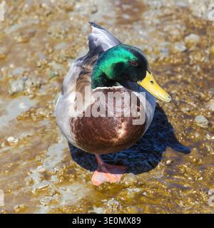 Männliche Stockenten (drake), die in Feuchtgebieten stehen und ihren leuchtend schillernden grünen Kopf zeigen. Palo Alto Baylands, Santa Clara County, Kalifornien. Stockfoto