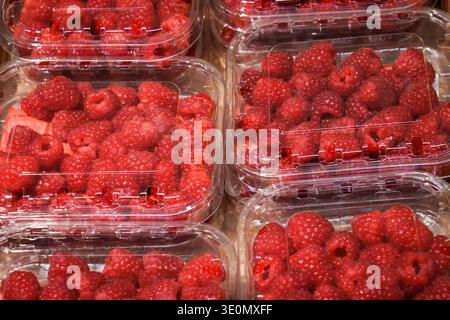 Frische rote Himbeeren in Plastikschläuchen. Eine Nahaufnahme reifer, lebendiger Himbeeren, verpackt in transparenten Behältern für den Einzelhandel. Stockfoto