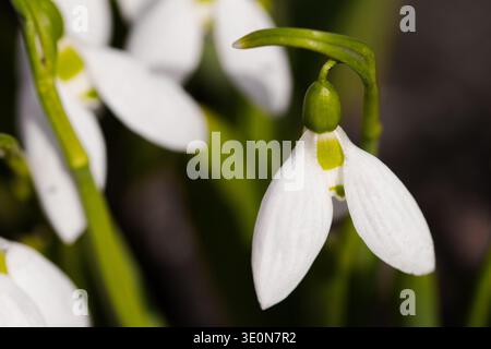 Schöne weiße Schneeglöckchen Blume (Galanthus) Nahaufnahme. Die ersten Frühlingsblumen blühen im Garten. Detaillierte Ansicht von Galanthus nivalis (gewöhnlicher Schneeglöckchen Stockfoto