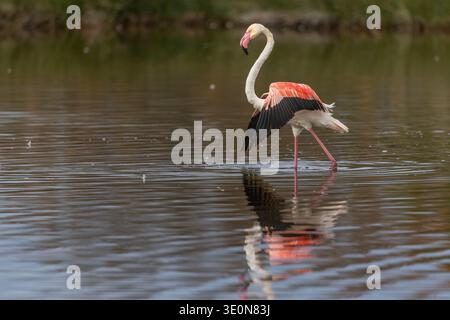 Greater Flamingo; Phoenicopterus roseus; Spanien Stockfoto