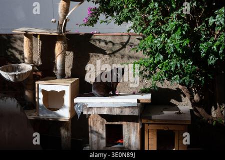Eine schwarze streunende Katze sitzt auf einem handgefertigten hölzernen Unterschlupf im Freien und einem Katzenbaum, während sie in einem Innenhof der Stadt sonnt. Stockfoto