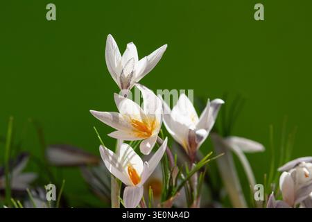 Gruppe weißer Alatau crocus (Crocus alatavicus) Blüten, die im Frühjahr auf einem leuchtend grünen Hintergrund blühen. Nahaufnahme von Crocus alatavicus blüten mit Stockfoto