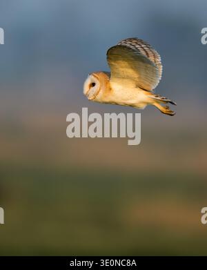 Eine wilde Scheuneneule (Tyto alba) im Flug in goldener Sonne am späten Nachmittag, Norfolk Stockfoto