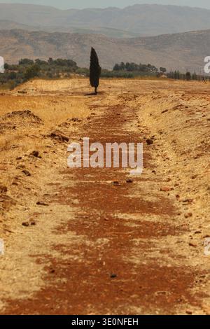 Einsame Zypresse am Ende einer unbefestigten Straße in einer ruhigen ländlichen Landschaft. Stockfoto