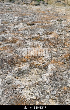 Dinosaurier (Sauropoden)-Fußspuren aus dem Campanian (Spätkreide). Dieses Foto wurde in La Mac, Camarasa, La Noguera, Lleida, Katalonien, Spanien. Stockfoto