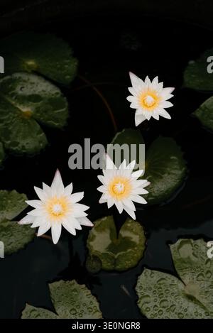 Weißwasserlilien (Nymphaea), die auf dunklem Teichwasser in Phuket schwimmen Stockfoto