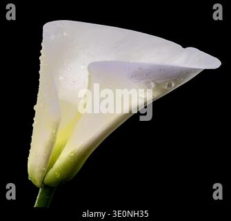 Weiße Calla Lily Blume Isoliert Auf Schwarz Stockfoto