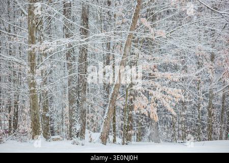 Laubbaumstämme im Winterschneefall Stockfoto