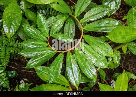 Weiße Küste, hellenia speciosa, nass von Regen, Diamond Botanical Gardens, Soufriere, St. Lucia Stockfoto