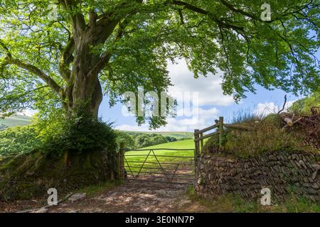 Ein reifer Buchenbaum (Fagus sylvatica) neben einem Tor bei Cloutsham im Dunkery & Horner Wood National Nature Reserve, Exmoor National Park, Somerset, England. Stockfoto