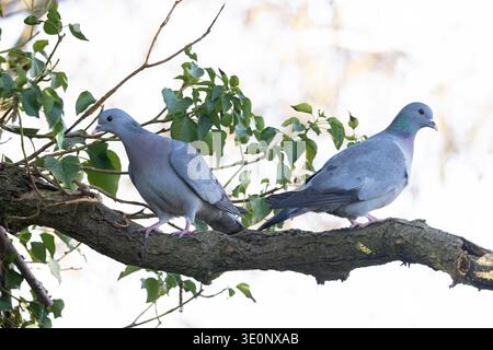 Stock Dove (Columba oenas) Paar Whitlingham Norfolk März 2026 Stockfoto