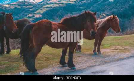 Gruppe von wunderschönen braunen Wildpferden, die bei Sonnenuntergang auf einer Bergstraße stehen, majestätische Haustiere in einer ländlichen Hochlandlandschaft mit sanften Wellen Stockfoto