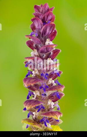 Gemeiner Bugle, kriechender Bugleweed (Ajuga reptans), Blütenstand mit weißen und violetten Blüten, Deutschland, Bayern Stockfoto