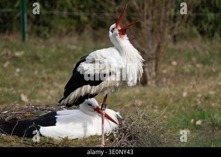 Ein Paar Weißstörche (Ciconia ciconia) auf dem Nest, der eine mit erhobenem Kopf klappert, der andere sitzend, Deutschland Stockfoto