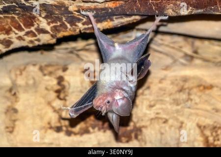 Dreizackfledermaus, Dreizackenfledermaus (Asellia tridens), männlich, der kopfüber an einer Höhlendecke hängt, Mauretanien Stockfoto