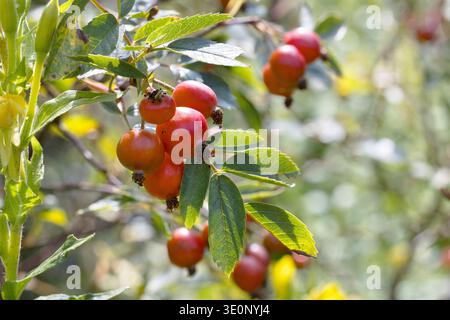 Rotwein, Rotwein (Rosa glauca, Rosa rubrifolia, ROAS rubifolia), fruchtig, Deutschland Stockfoto