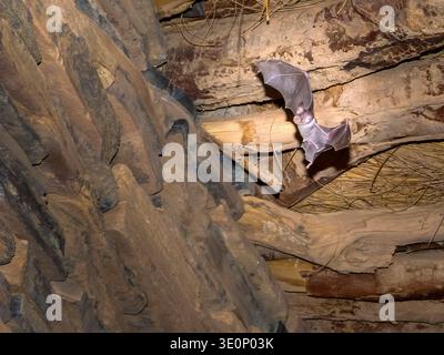 Trident Fledermaus, Trident Blattnasenfledermaus (Asellia tridens), männlich fliegt in einem alten Haus, Mauretanien Stockfoto