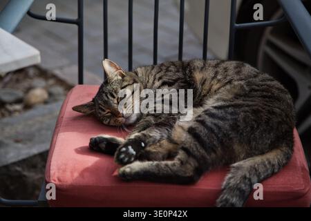 Eine schlafende Katze auf Einem Kissen in Istanbul, die Nachmittagssonne genießt. Stockfoto
