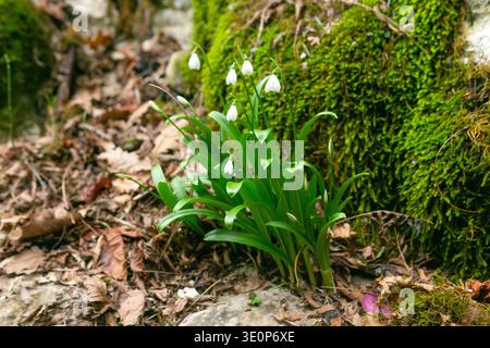 Wunderschöne Schneeglöckchen wachsen im Wald. Frühling Hintergrund. Stockfoto