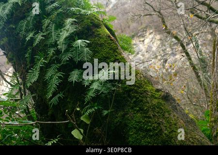 Farne, die auf dem Stamm eines Baumes im Bergwald wachsen Stockfoto
