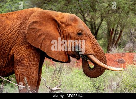 Nahaufnahme des Seitenprofils eines roten afrikanischen Elefanten mit langen Stoßzähnen, die sich im Savannenbusch ernähren, strukturierter Haut und gelocktem Stamm, natürliche Tierwelt. Stockfoto
