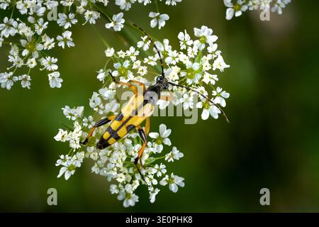 Geflecktes Longhorn (Rutpela maculata) männlich auf einem Dollifer Stockfoto