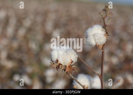 Baumwollfeld bereit für die Ernte Stockfoto