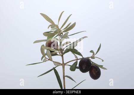 Grüne und schwarze Oliven auf einem Zweig isoliert auf weiß Stockfoto
