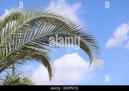 Dattelpalmenblätter vor blauem Himmel Stockfoto