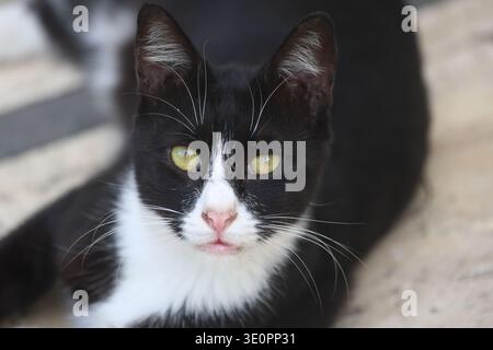 Eine schöne schwarz-weiße Katze. Kurzhaarige zweifarbige Katze Stockfoto