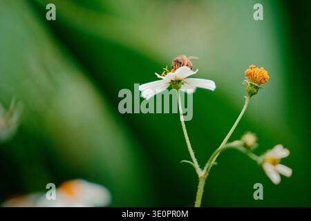 Nahaufnahme der Honigbiene am Tag, die auf Bidens pilosa-Blüten thront, weiße Blütenblätter mit orangefarbenen Mittelpunkten inmitten üppig grünem Bokeh-Hintergrund. Stockfoto