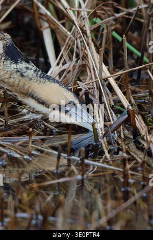 Eurasische Bittern oder große Bittern, Botaurus stellaris. In einem Reed-Bett im Lee Valley Country Park, Essex, Kopf und Hals aktiv jagen. Stockfoto