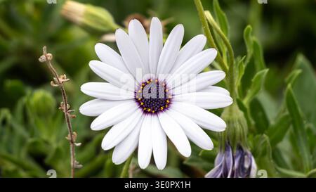 Makro eines Osteospermum ecklonis – Weiße Gänseblümchen mit tollen Details und lila Highlights. Hochwertige Fotos Stockfoto
