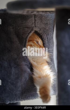 Rotes Tabby sibirisches Kätzchen spielt Stockfoto