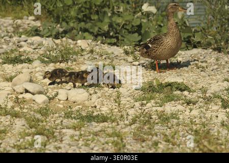 Stockenten (Anas platyrhynchos), weiblich, die über 14 Tage alte Küken auf einer Kiesbank am Wasser beobachten, Allgaeu, Bayern, Deutschland Stockfoto