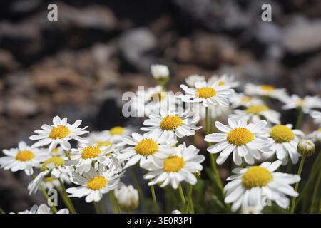 Gruppe von Gänseblümchen mit felsigem Hintergrund, die weiße Blütenblätter und gelbe Mitte hervorheben, Kanarische Insel marguerite, Argyranthemum frutescens, in Teide Na Stockfoto