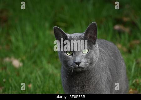 Blau graues Hauskatzenporträt, aufgenommen mit grünen Augen, stand auf grünem Gras mit Gras und Blumen im rechten Teil des Rahmens mit Bildunterschrift Stockfoto