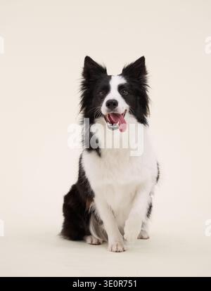 Collie mit schwarz-weißem Rand sitzt aufrecht mit wacher Haltung. Heller cremefarbener Hintergrund, der im Studio verwendet wird. Stockfoto