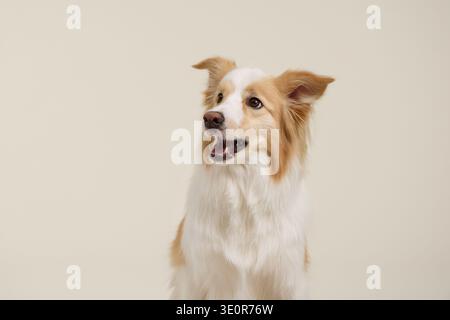 Border Collie leicht seitlich mit cremefarbenem Hintergrund positioniert. Der Hund hat einen weichen Ausdruck und flauschiges Fell. Stockfoto