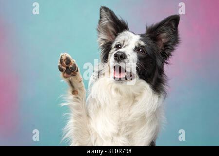 Border Collie hebt beide Vorderpfoten mitten im Sprung mit einem überraschenden Ausdruck und posiert vor blauem und rosafarbenem Hintergrund. Stockfoto
