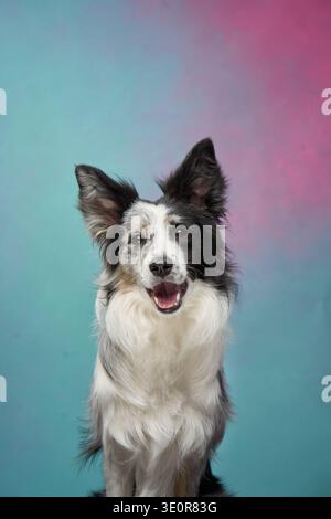 Border Collie lächelt mit offenem Mund und steilen Ohren vor rosa und blauem Farbverlauf. Die Haltung ist aufrecht und voller Freude. Stockfoto