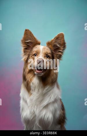 Border Collie zeigt einen fröhlichen Ausdruck mit leicht herausgezogener Zunge vor einem rosafarbenen Hintergrund. Die Stimmung ist fröhlich und entspannt. Stockfoto