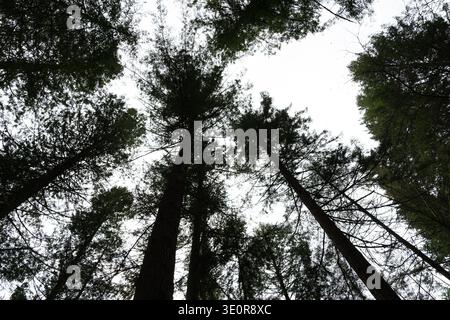 Blick hinauf durch hoch aufragende Nadelbäume zu einem hellen Himmel, vom Waldboden in Schottland aus gesehen Stockfoto