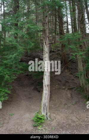 Ein einsam verwitterter Baumstamm steht auf einem Waldweg, umgeben von hohen Nadelbäumen in einem schottischen Wald Stockfoto