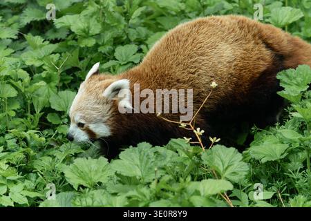 Ein roter Panda, der das üppige grüne Laub im Zoo von Edinburgh, Schottland, erkundet Stockfoto