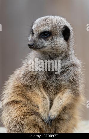 Warmer Erdmännchen, der aufrecht sitzt und seitlich schaut, aufgenommen in Nahaufnahme im Zoo von Edinburgh, Schottland Stockfoto