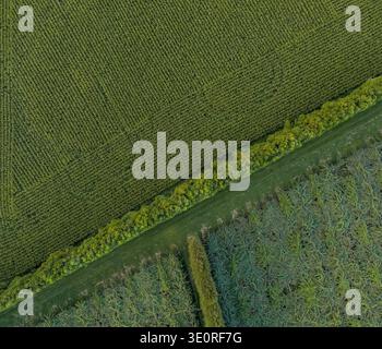 Aus der Vogelperspektive sehen Sie einen lebendigen Wandteppich von landwirtschaftlichen Feldern, die durch eine enge Straße getrennt sind und das üppige Grün, Te Puke, Bay of Plenty Region, New Ze, zeigen Stockfoto