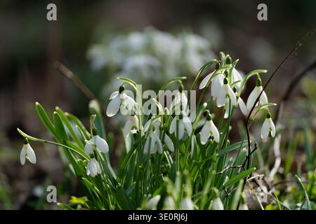 Eine Gruppe weißer Schneeglöckchen in Blüte, die den Frühling in einem Waldgarten von Kent einläuten Stockfoto