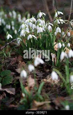 Ansammlung weißer Schneeglöckchen, die durch gefallene Blätter im Frühjahrswald in Kent UK auftauchen Stockfoto
