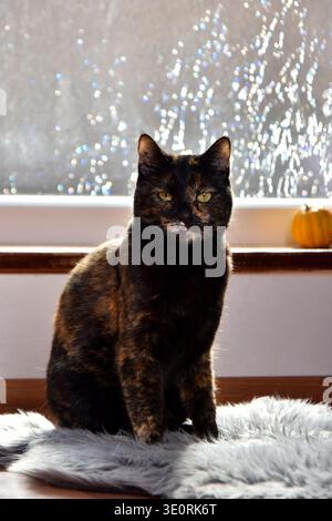 Lustige und süße Schildpatt-tortie-Katze posiert mit der Zunge heraus Stockfoto